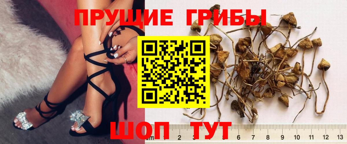 Галлюциногенные грибы Psilocybine cubensis Бийск